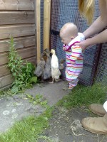 Indian Runner Ducks