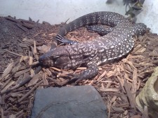 Tegu.160308